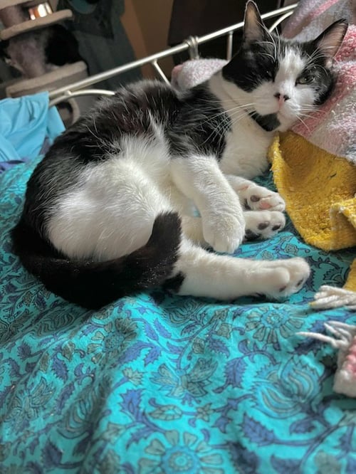 EDDIE - Domestic Short Hair available for adoption