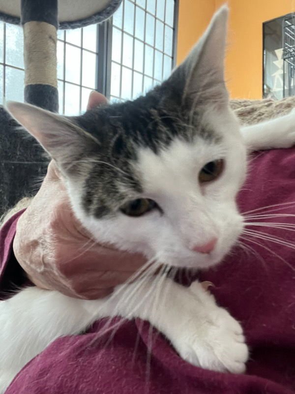 LITTLE TING - Domestic Short Hair available for adoption