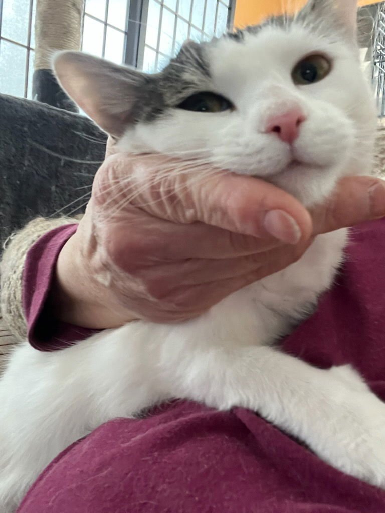 LITTLE TING - Domestic Short Hair available for adoption