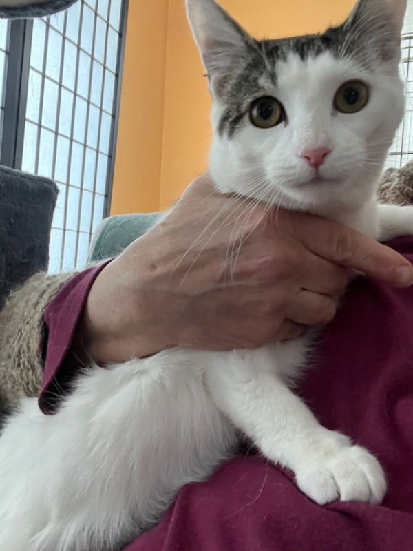 Little Ting - Photo 3