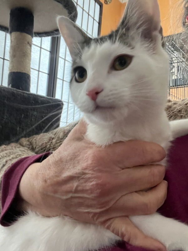 Little Ting - Photo 4