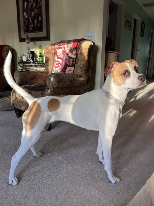 ROXY - Boxer / Terrier available for adoption