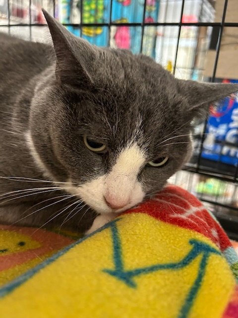 AMBER - Domestic Short Hair available for adoption