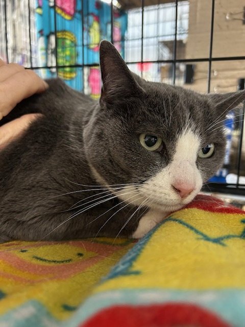 AMBER - Domestic Short Hair available for adoption