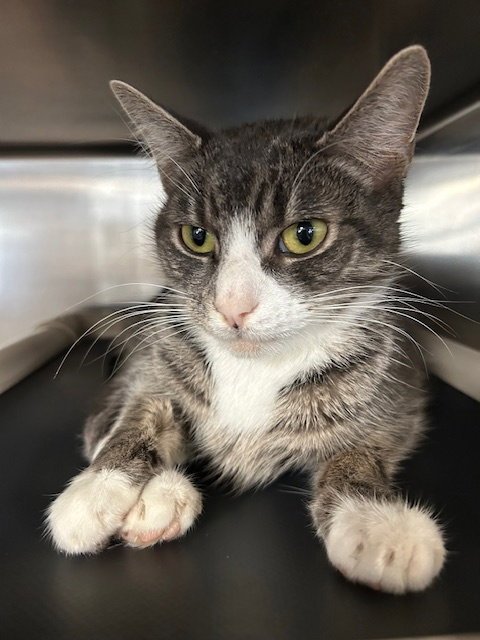 RAVIOLI - Domestic Short Hair available for adoption