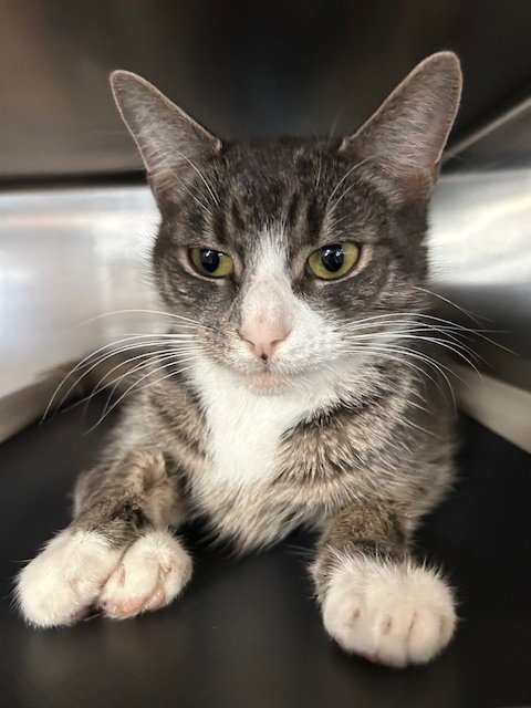 RAVIOLI - Domestic Short Hair available for adoption