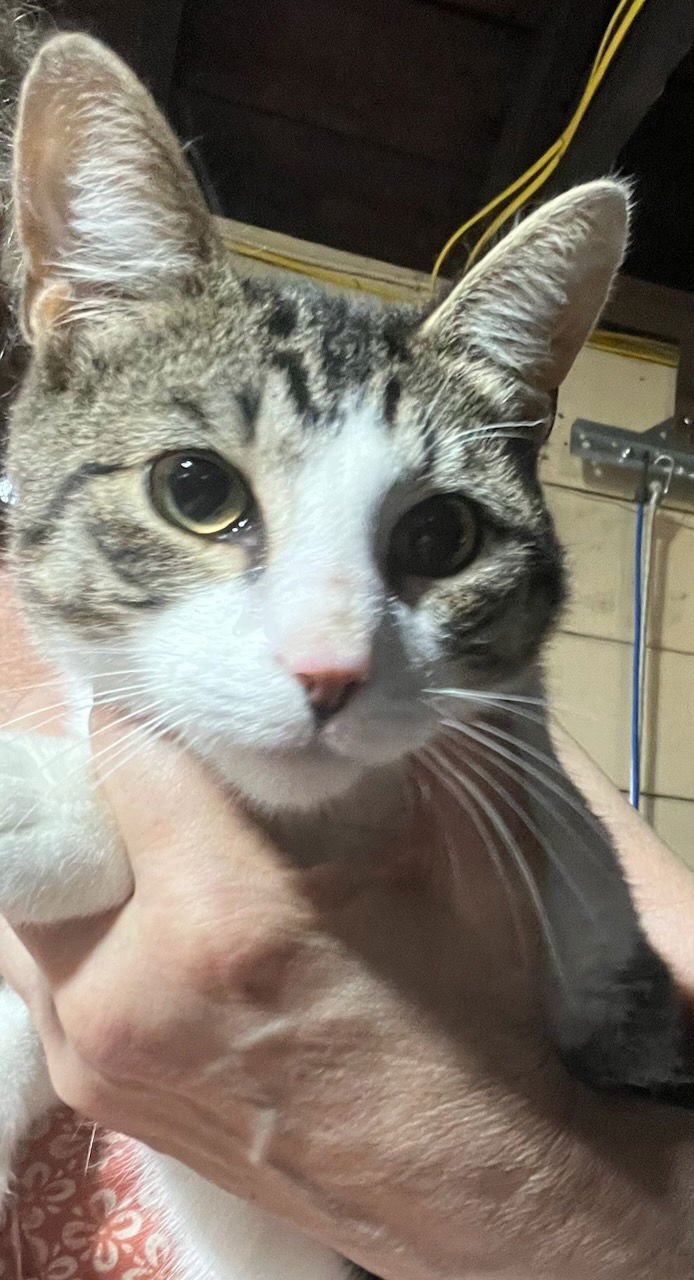 MICKEY - Domestic Short Hair available for adoption