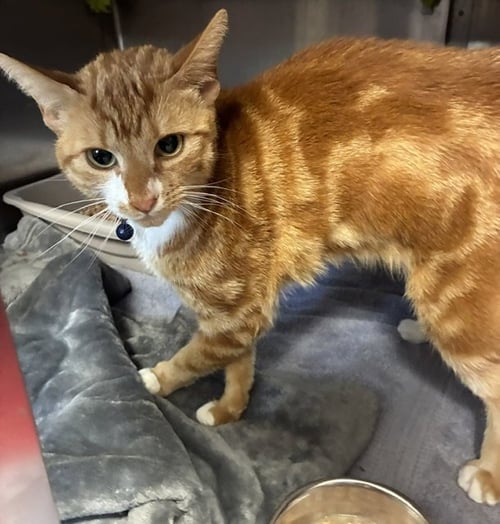 PHENYX - Domestic Short Hair available for adoption