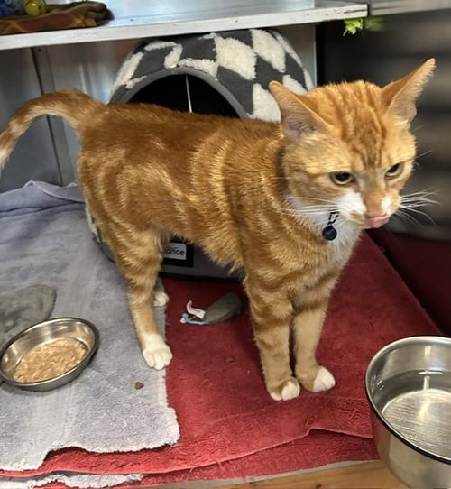 PHENYX - Domestic Short Hair available for adoption