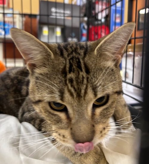 BRAXTON - Domestic Short Hair available for adoption