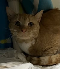 PURRCY - Photo 1