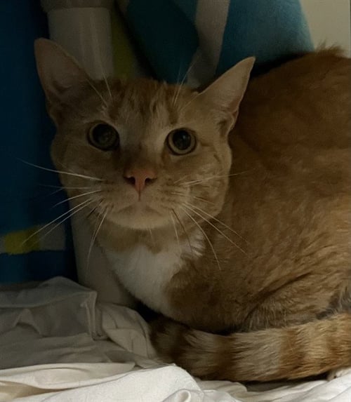 PURRCY - Domestic Short Hair for adoption in Boston