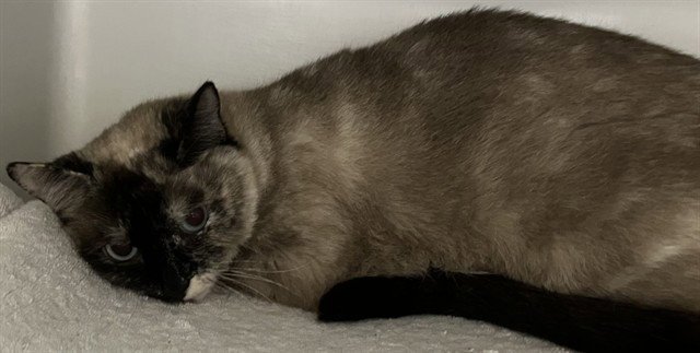 COCO Image