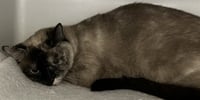 COCO - Photo 1