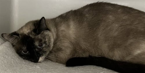 COCO - Domestic Short Hair available for adoption