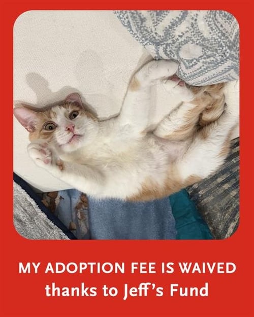 DENNIS - Domestic Short Hair for adoption in Boston
