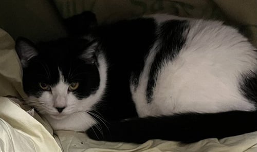 CRICKET - Domestic Short Hair for adoption in Boston