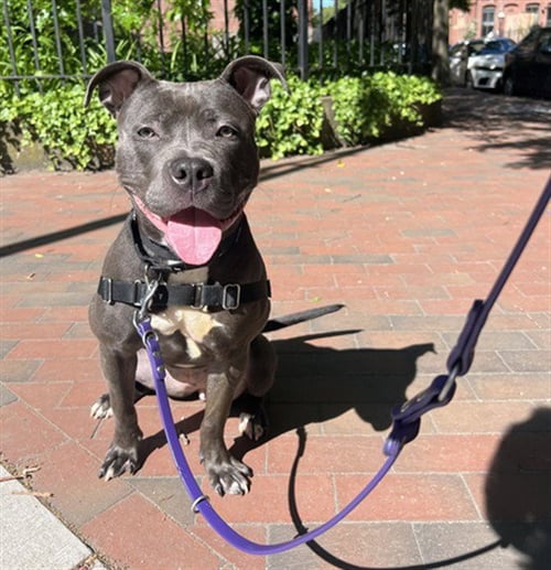 LAYLA - Pit Bull Terrier available for adoption