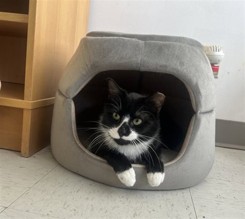 SPRUCE - Domestic Short Hair for adoption in Boston