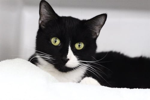 SANSA - Domestic Short Hair for adoption in Boston