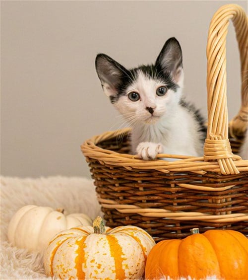 STEPHEN - Domestic Short Hair for adoption in Cambridge