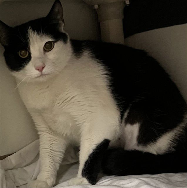 TAMMY - Domestic Short Hair available for adoption