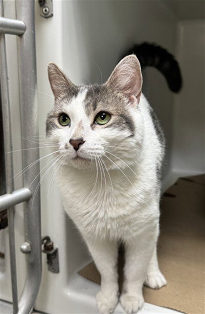 JAMES - Domestic Short Hair available for adoption