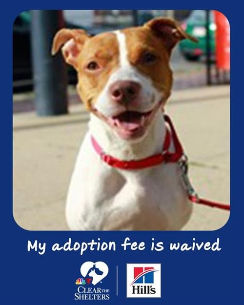 EVIE - American Staffordshire Terrier available for adoption