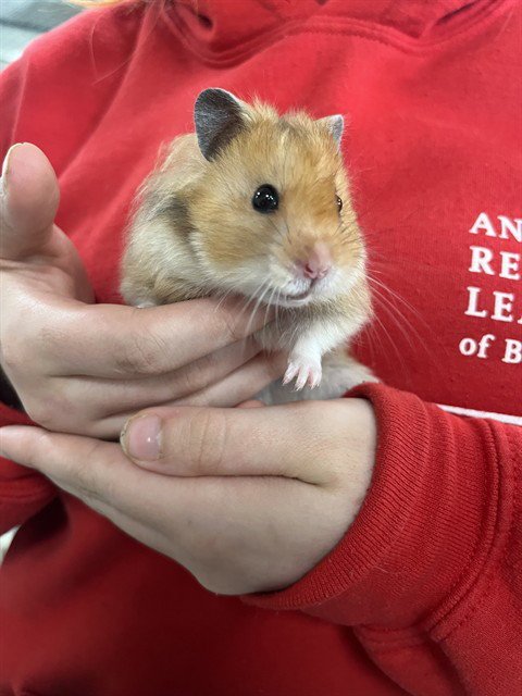 DINO - Hamster available for adoption