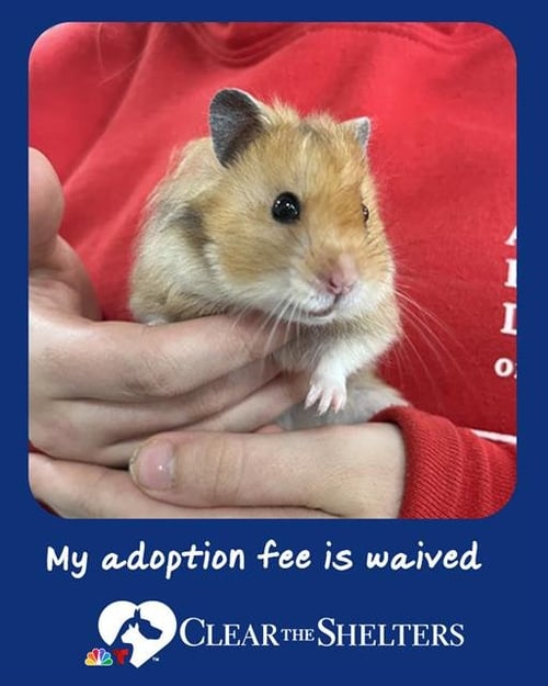 DINO - Hamster available for adoption