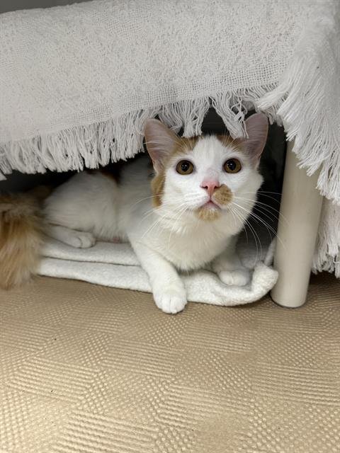 PUMPKIN - Domestic Long Hair available for adoption