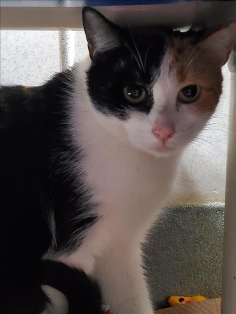 EDITH - Domestic Short Hair available for adoption