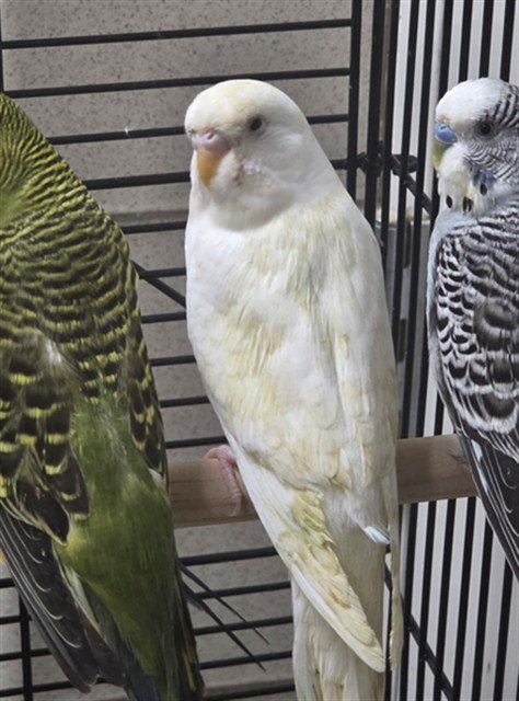 SWEDISH CHEF - Parakeet - Other available for adoption