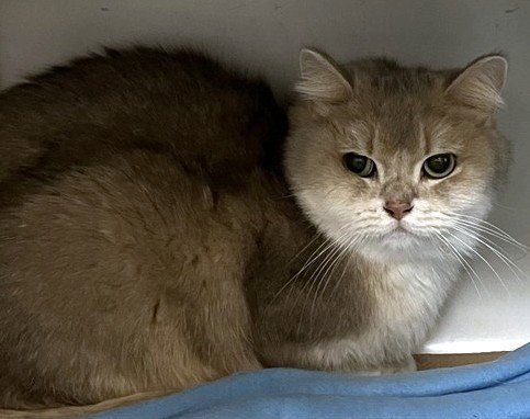 SCOOBY - British Shorthair available for adoption