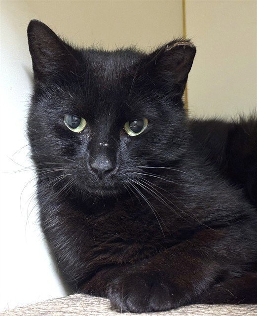 LICORICE Image