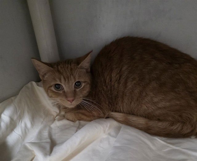 BABY CARROT - Domestic Short Hair available for adoption