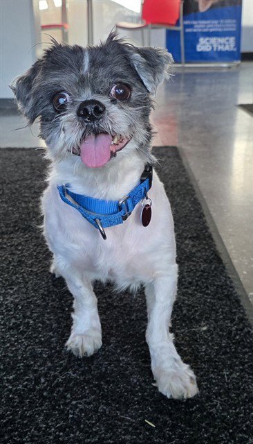 SHERIFF - Shih Tzu available for adoption