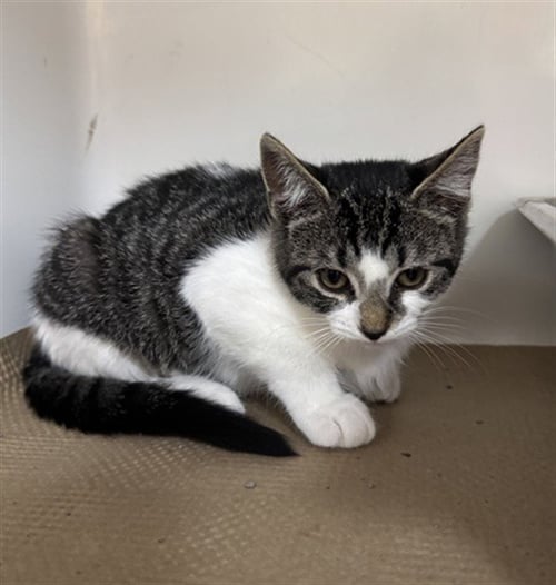QUINCY - Domestic Short Hair available for adoption