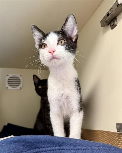 TRIO - Domestic Short Hair available for adoption