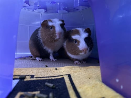 MR. PEABODY - Guinea Pig available for adoption