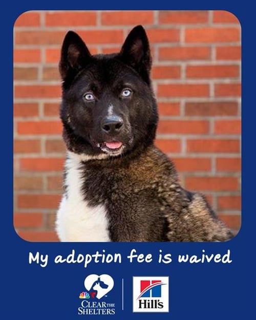 CARL - Akita available for adoption
