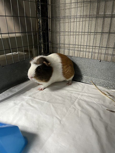 MR TUMMUSS - Guinea Pig available for adoption