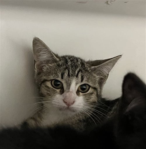 BESS - Domestic Short Hair available for adoption