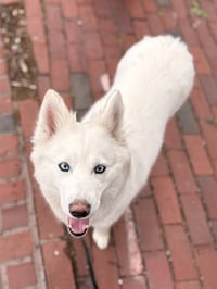LILY - Photo 1