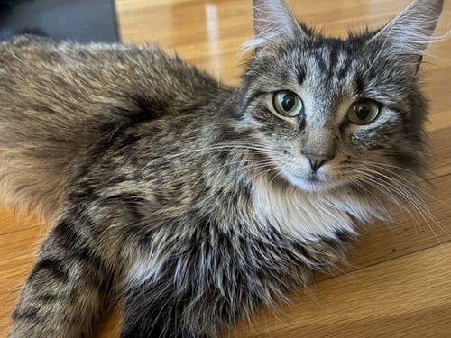 MAMA DELIGHT - Domestic Long Hair available for adoption