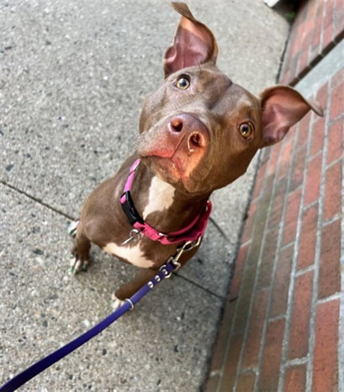 MAZIKEEN - Pit Bull Terrier available for adoption