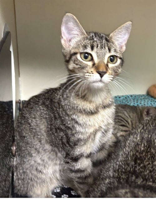 FRECKLES - Domestic Short Hair available for adoption
