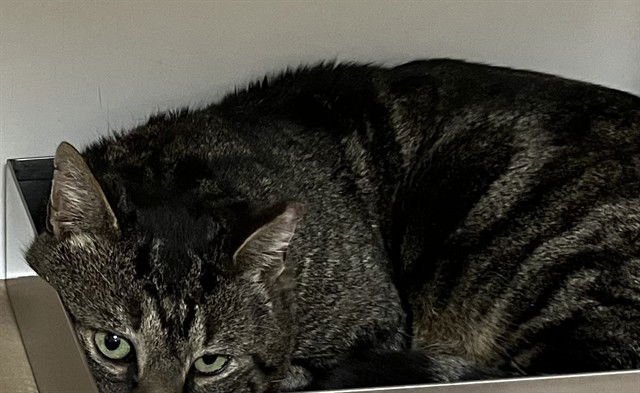 THEODORE - Domestic Short Hair available for adoption