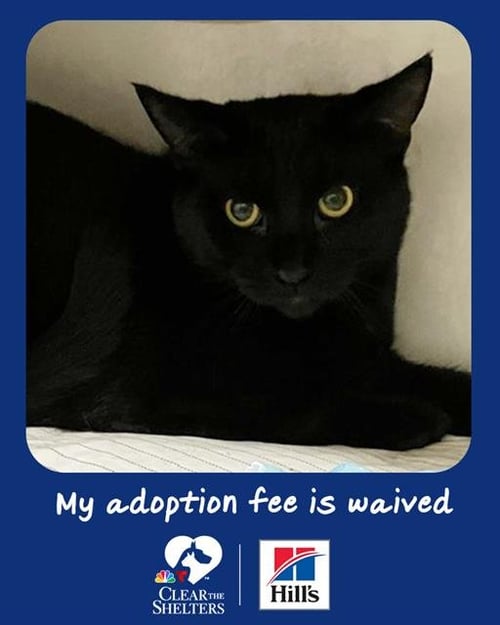 GREG - Domestic Short Hair available for adoption