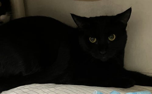 GREG - Domestic Short Hair available for adoption